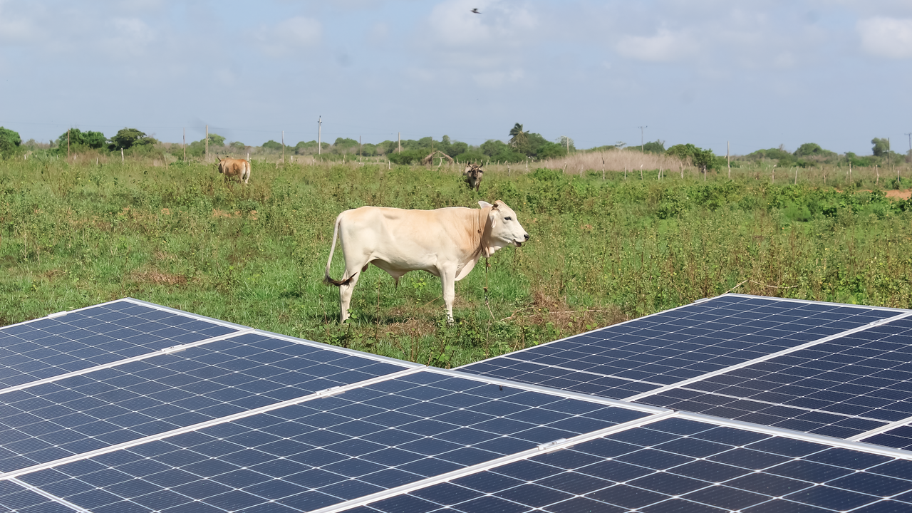 grünes Feld, Solarpanel und Kuh